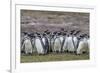 Magellanic penguin (Spheniscus magellanicus) breeding colony on Carcass Island, Falkland Islands, S-Michael Nolan-Framed Photographic Print