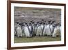 Magellanic penguin (Spheniscus magellanicus) breeding colony on Carcass Island, Falkland Islands, S-Michael Nolan-Framed Photographic Print