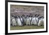 Magellanic penguin (Spheniscus magellanicus) breeding colony on Carcass Island, Falkland Islands, S-Michael Nolan-Framed Photographic Print