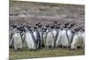 Magellanic penguin (Spheniscus magellanicus) breeding colony on Carcass Island, Falkland Islands, S-Michael Nolan-Mounted Photographic Print