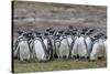 Magellanic penguin (Spheniscus magellanicus) breeding colony on Carcass Island, Falkland Islands, S-Michael Nolan-Stretched Canvas