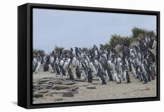 Magellanic penguin (Spheniscus magellanicus) colony, Carcass Island, West Falklands, Falkland Islan-Michael Runkel-Framed Stretched Canvas