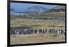 Magellanic penguin (Spheniscus magellanicus) colony, Carcass Island, West Falklands, Falkland Islan-Michael Runkel-Framed Photographic Print