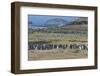 Magellanic penguin (Spheniscus magellanicus) colony, Carcass Island, West Falklands, Falkland Islan-Michael Runkel-Framed Photographic Print