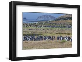 Magellanic penguin (Spheniscus magellanicus) colony, Carcass Island, West Falklands, Falkland Islan-Michael Runkel-Framed Photographic Print