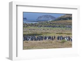 Magellanic penguin (Spheniscus magellanicus) colony, Carcass Island, West Falklands, Falkland Islan-Michael Runkel-Framed Photographic Print