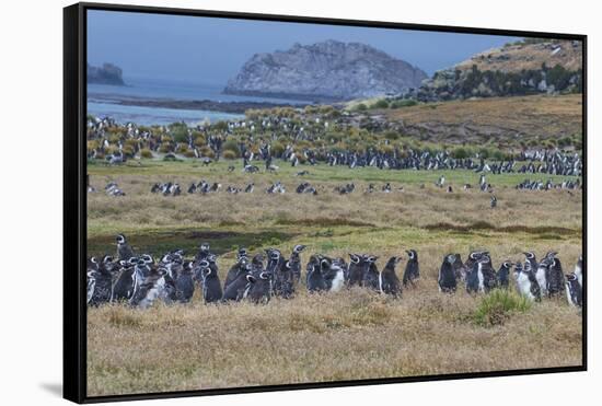 Magellanic penguin (Spheniscus magellanicus) colony, Carcass Island, West Falklands, Falkland Islan-Michael Runkel-Framed Stretched Canvas