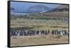 Magellanic penguin (Spheniscus magellanicus) colony, Carcass Island, West Falklands, Falkland Islan-Michael Runkel-Framed Stretched Canvas