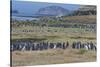 Magellanic penguin (Spheniscus magellanicus) colony, Carcass Island, West Falklands, Falkland Islan-Michael Runkel-Stretched Canvas