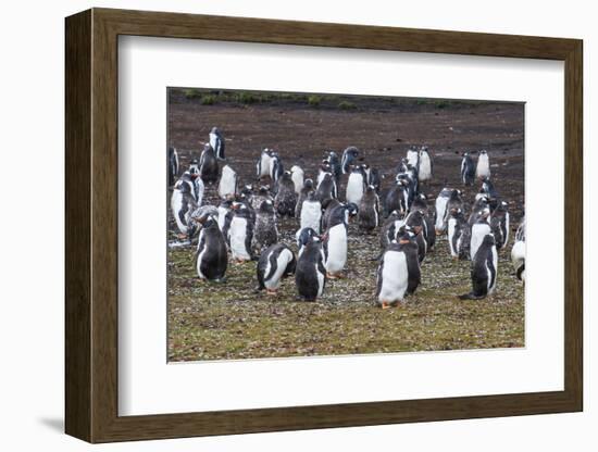 Magellanic penguin (Spheniscus magellanicus) colony, Carcass Island, West Falklands, Falkland Islan-Michael Runkel-Framed Photographic Print