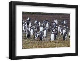 Magellanic penguin (Spheniscus magellanicus) colony, Carcass Island, West Falklands, Falkland Islan-Michael Runkel-Framed Photographic Print