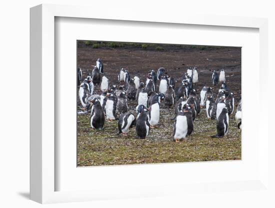 Magellanic penguin (Spheniscus magellanicus) colony, Carcass Island, West Falklands, Falkland Islan-Michael Runkel-Framed Photographic Print