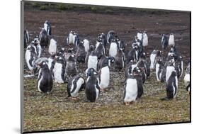 Magellanic penguin (Spheniscus magellanicus) colony, Carcass Island, West Falklands, Falkland Islan-Michael Runkel-Mounted Photographic Print