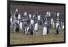 Magellanic penguin (Spheniscus magellanicus) colony, Carcass Island, West Falklands, Falkland Islan-Michael Runkel-Framed Photographic Print