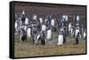 Magellanic penguin (Spheniscus magellanicus) colony, Carcass Island, West Falklands, Falkland Islan-Michael Runkel-Framed Stretched Canvas