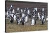 Magellanic penguin (Spheniscus magellanicus) colony, Carcass Island, West Falklands, Falkland Islan-Michael Runkel-Stretched Canvas