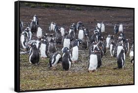 Magellanic penguin (Spheniscus magellanicus) colony, Carcass Island, West Falklands, Falkland Islan-Michael Runkel-Framed Stretched Canvas