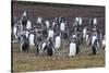 Magellanic penguin (Spheniscus magellanicus) colony, Carcass Island, West Falklands, Falkland Islan-Michael Runkel-Stretched Canvas