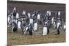 Magellanic penguin (Spheniscus magellanicus) colony, Carcass Island, West Falklands, Falkland Islan-Michael Runkel-Mounted Photographic Print