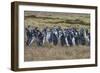 Magellanic penguin (Spheniscus magellanicus) colony, Carcass Island, West Falklands, Falkland Islan-Michael Runkel-Framed Photographic Print