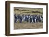 Magellanic penguin (Spheniscus magellanicus) colony, Carcass Island, West Falklands, Falkland Islan-Michael Runkel-Framed Photographic Print