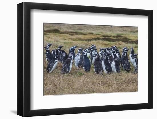 Magellanic penguin (Spheniscus magellanicus) colony, Carcass Island, West Falklands, Falkland Islan-Michael Runkel-Framed Photographic Print