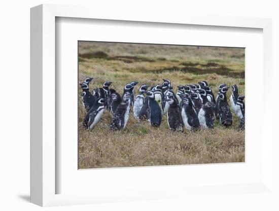 Magellanic penguin (Spheniscus magellanicus) colony, Carcass Island, West Falklands, Falkland Islan-Michael Runkel-Framed Photographic Print