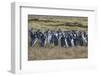 Magellanic penguin (Spheniscus magellanicus) colony, Carcass Island, West Falklands, Falkland Islan-Michael Runkel-Framed Photographic Print