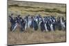 Magellanic penguin (Spheniscus magellanicus) colony, Carcass Island, West Falklands, Falkland Islan-Michael Runkel-Mounted Photographic Print