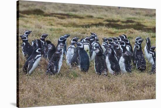 Magellanic penguin (Spheniscus magellanicus) colony, Carcass Island, West Falklands, Falkland Islan-Michael Runkel-Stretched Canvas