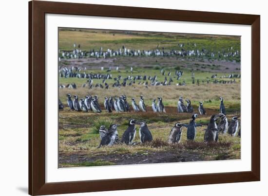 Magellanic penguin (Spheniscus magellanicus) colony, Carcass Island, West Falklands, Falkland Islan-Michael Runkel-Framed Photographic Print