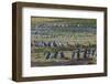 Magellanic penguin (Spheniscus magellanicus) colony, Carcass Island, West Falklands, Falkland Islan-Michael Runkel-Framed Photographic Print