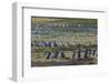 Magellanic penguin (Spheniscus magellanicus) colony, Carcass Island, West Falklands, Falkland Islan-Michael Runkel-Framed Photographic Print