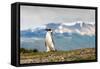 Magellanic Penguin with Mountainous Background-James White-Framed Stretched Canvas