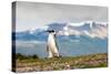 Magellanic Penguin with Mountainous Background-James White-Stretched Canvas