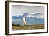 Magellanic Penguin with Mountainous Background-James White-Framed Photographic Print