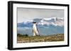 Magellanic Penguin with Mountainous Background-James White-Framed Photographic Print