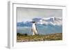 Magellanic Penguin with Mountainous Background-James White-Framed Photographic Print