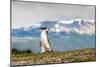 Magellanic Penguin with Mountainous Background-James White-Mounted Photographic Print