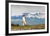 Magellanic Penguin with Mountainous Background-James White-Framed Photographic Print