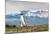 Magellanic Penguin with Mountainous Background-James White-Mounted Photographic Print