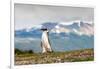 Magellanic Penguin with Mountainous Background-James White-Framed Photographic Print