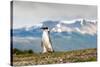 Magellanic Penguin with Mountainous Background-James White-Stretched Canvas