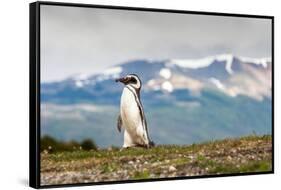 Magellanic Penguin with Mountainous Background-James White-Framed Stretched Canvas