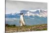 Magellanic Penguin with Mountainous Background-James White-Stretched Canvas