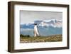 Magellanic Penguin with Mountainous Background-James White-Framed Photographic Print