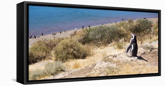 Magellanic Penguins, Park Valdes, Argentina-Peter Groenendijk-Framed Stretched Canvas