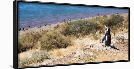 Magellanic Penguins, Park Valdes, Argentina-Peter Groenendijk-Framed Photographic Print