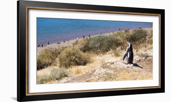 Magellanic Penguins, Park Valdes, Argentina-Peter Groenendijk-Framed Photographic Print