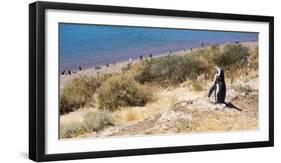 Magellanic Penguins, Park Valdes, Argentina-Peter Groenendijk-Framed Photographic Print